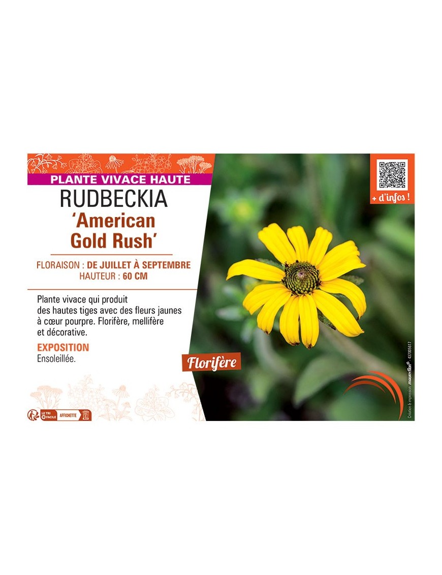 RUDBECKIA AMERICAN GOLD RUSH