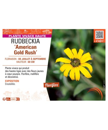 RUDBECKIA AMERICAN GOLD RUSH