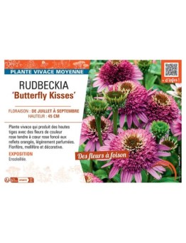 RUDBECKIA BUTTERFLY KISSES