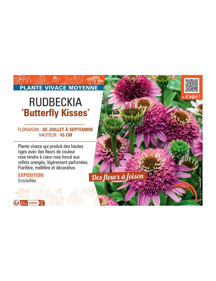 RUDBECKIA BUTTERFLY KISSES