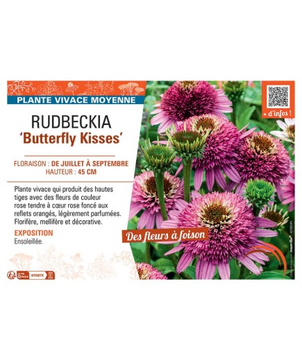 RUDBECKIA BUTTERFLY KISSES