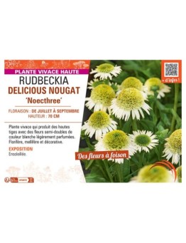 RUDBECKIA DELICIOUS NOUGAT