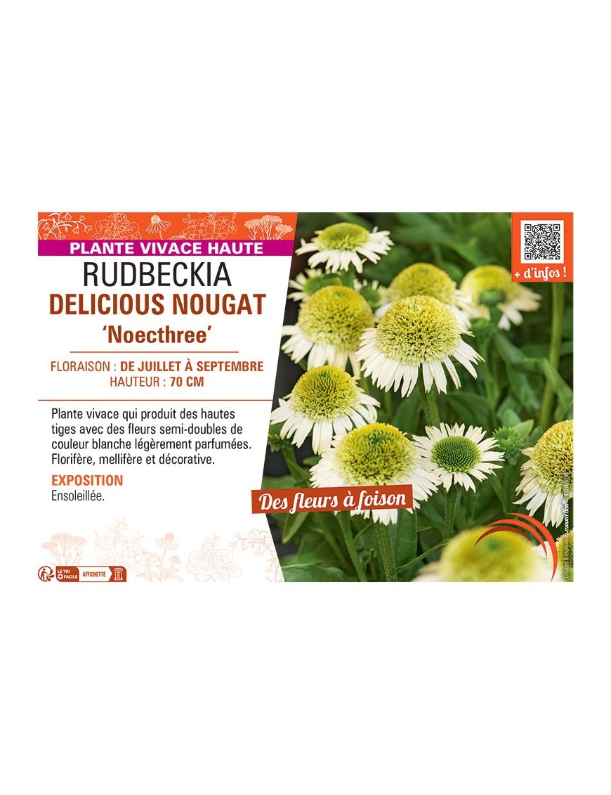 RUDBECKIA DELICIOUS NOUGAT