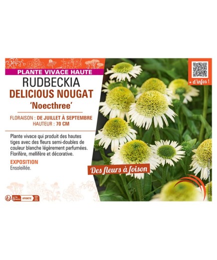 RUDBECKIA DELICIOUS NOUGAT