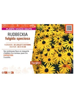 RUDBECKIA FULGIDA SPECIOSA