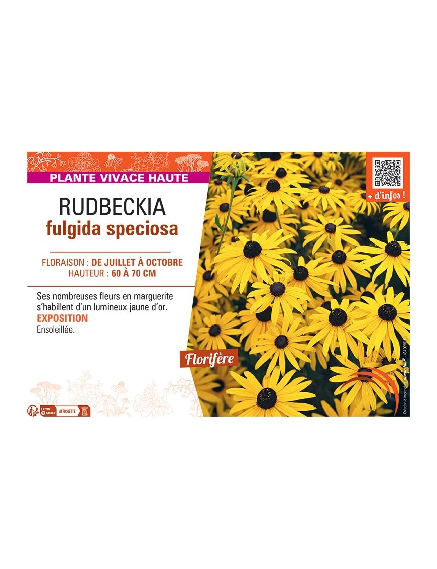 RUDBECKIA FULGIDA SPECIOSA