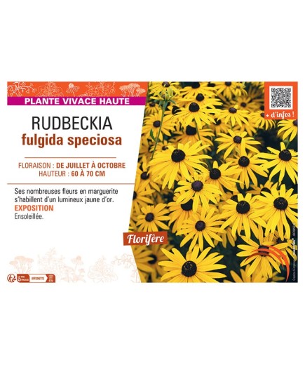 RUDBECKIA FULGIDA SPECIOSA