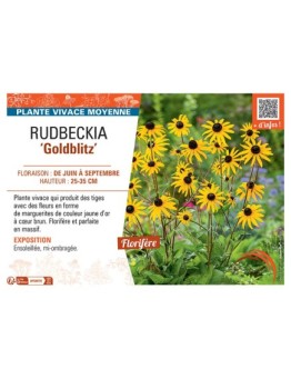 RUDBECKIA GOLDBLITZ