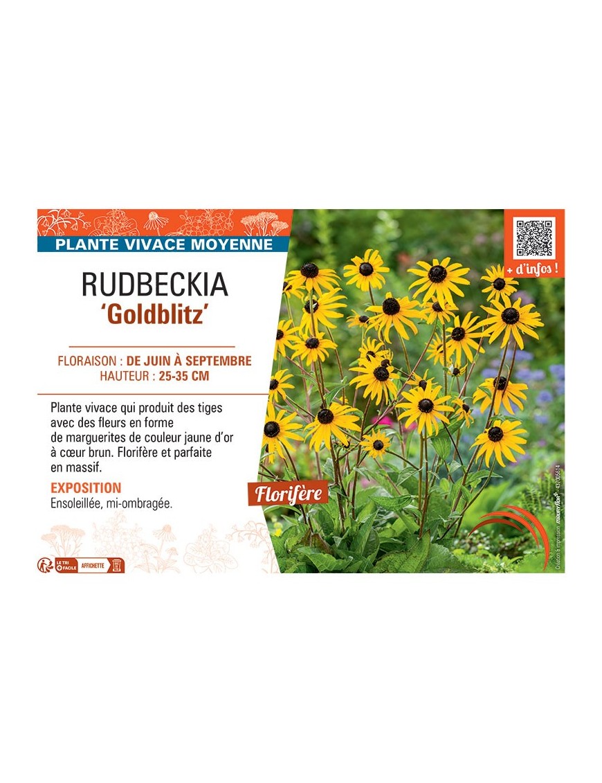 RUDBECKIA GOLDBLITZ