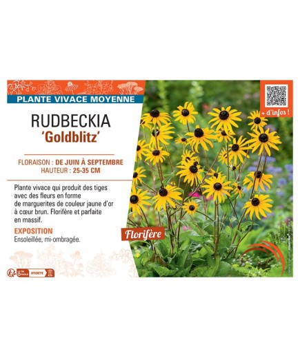 RUDBECKIA GOLDBLITZ