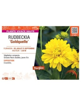 RUDBECKIA GOLDQUELLE