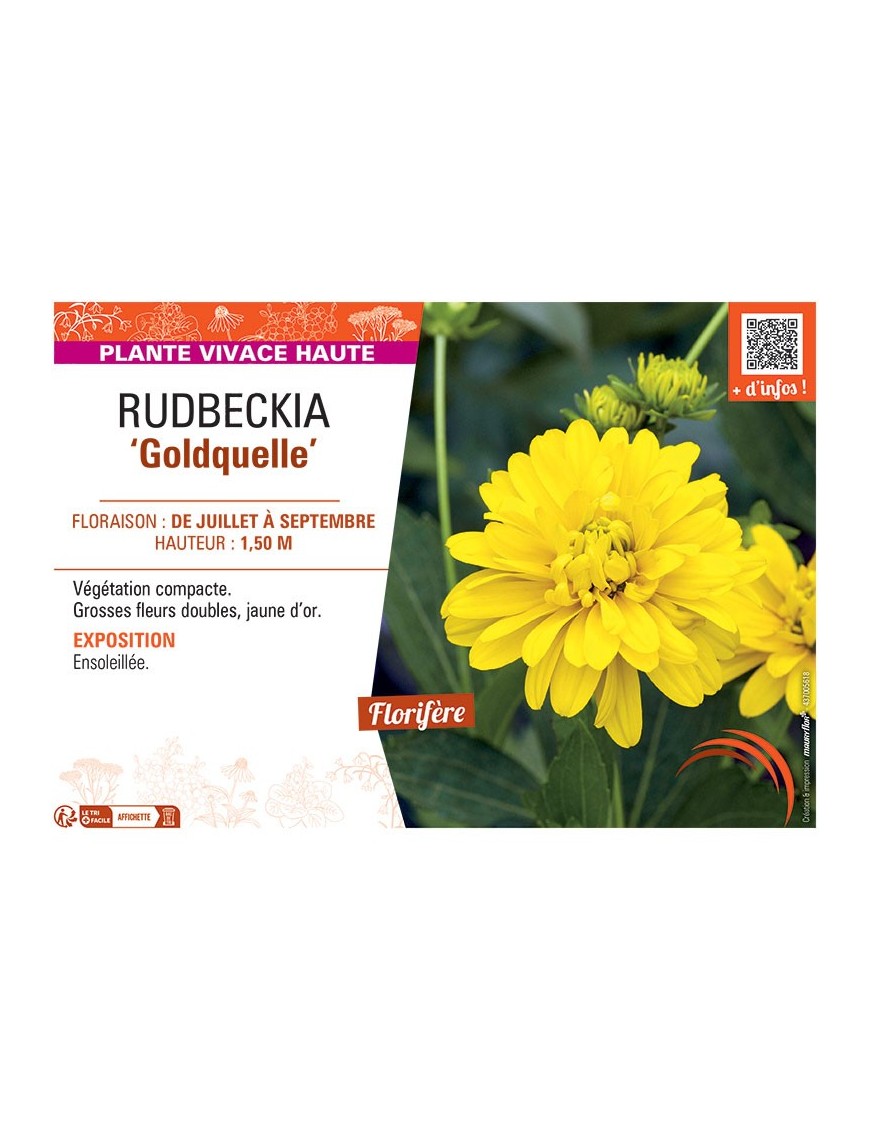 RUDBECKIA GOLDQUELLE