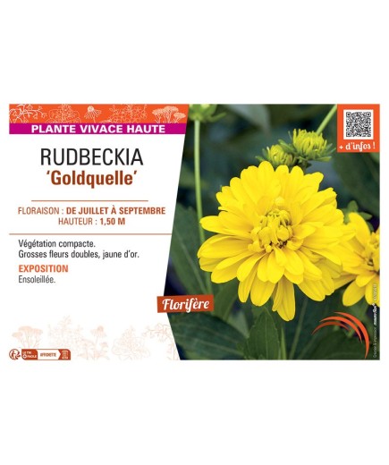 RUDBECKIA GOLDQUELLE