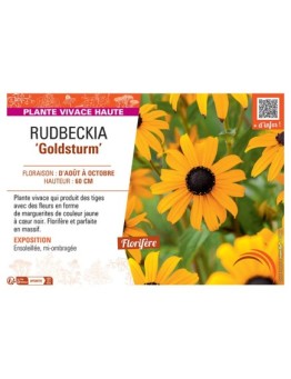 RUDBECKIA GOLDSTURM