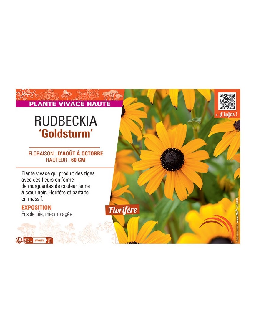 RUDBECKIA GOLDSTURM