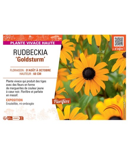 RUDBECKIA GOLDSTURM