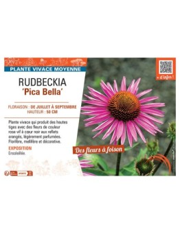 RUDBECKIA PICA BELLA
