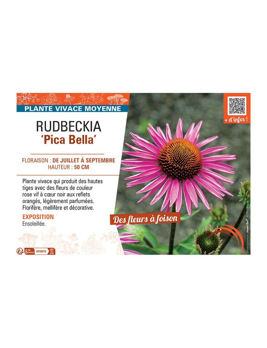 RUDBECKIA PICA BELLA