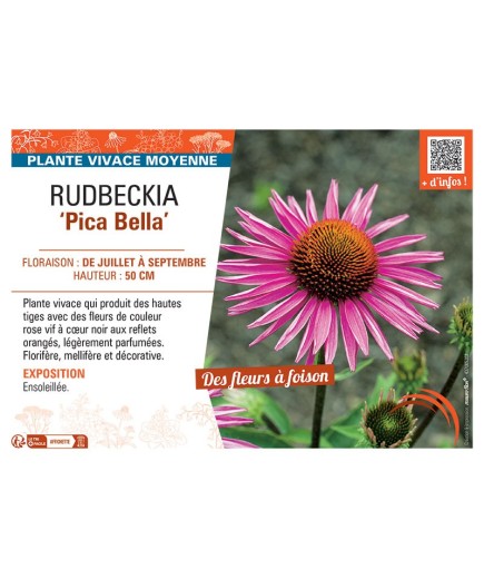 RUDBECKIA PICA BELLA