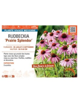 RUDBECKIA PRAIRIE SPLENDOR