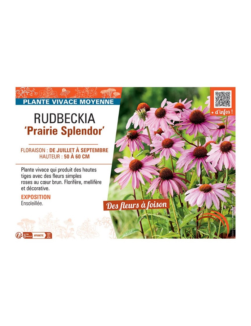 RUDBECKIA PRAIRIE SPLENDOR