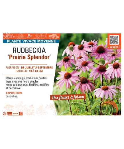 RUDBECKIA PRAIRIE SPLENDOR