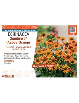 RUDBECKIA SOMBRERO® ADOBE ORANGE
