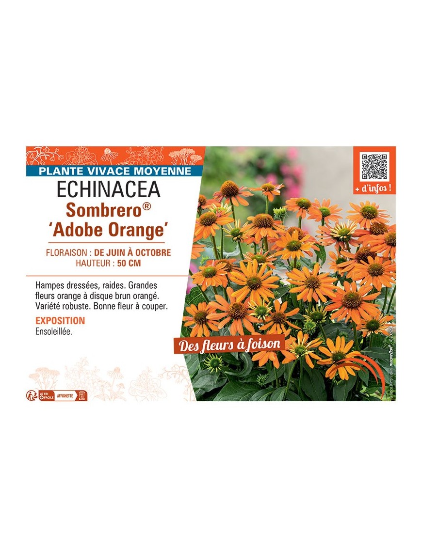 RUDBECKIA SOMBRERO® ADOBE ORANGE