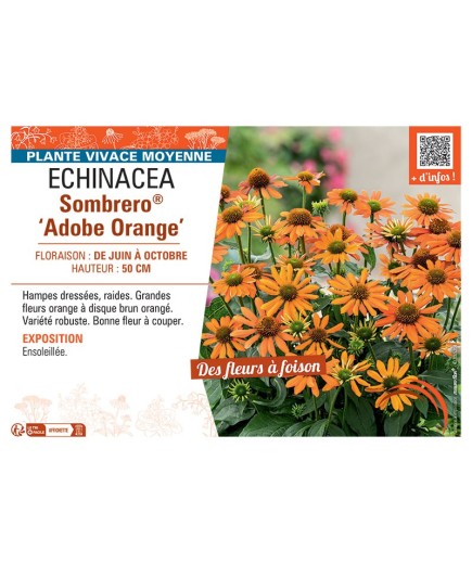 RUDBECKIA SOMBRERO® ADOBE ORANGE