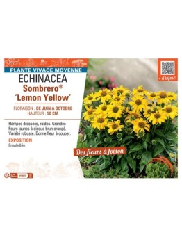 RUDBECKIA SOMBRERO® LEMON YELLOW