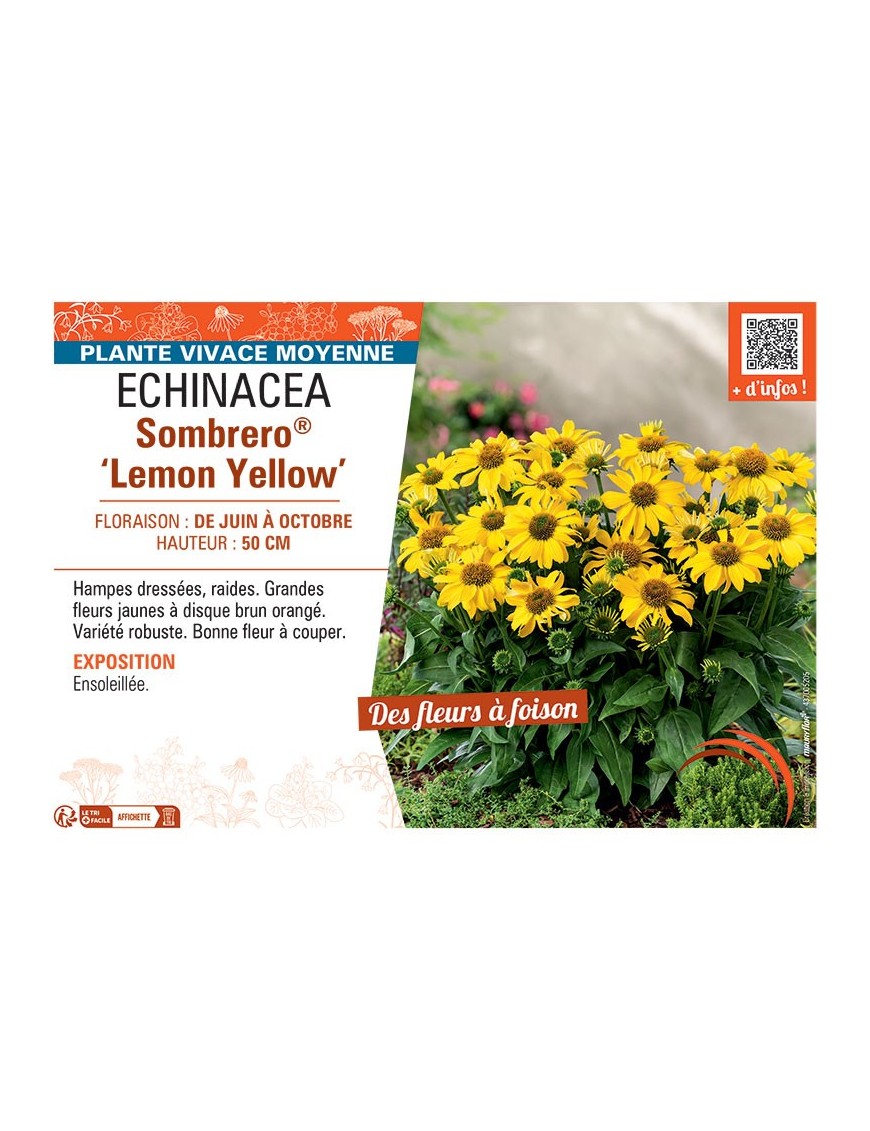 RUDBECKIA SOMBRERO® LEMON YELLOW