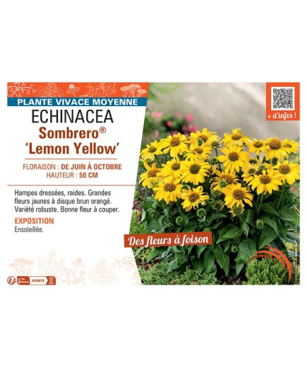 RUDBECKIA SOMBRERO® LEMON YELLOW