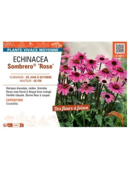RUDBECKIA SOMBRERO® ROSE