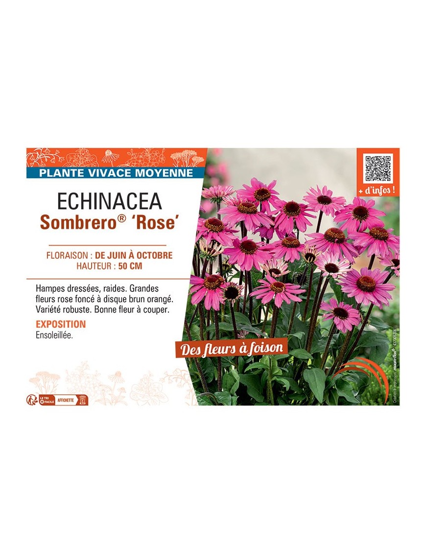RUDBECKIA SOMBRERO® ROSE
