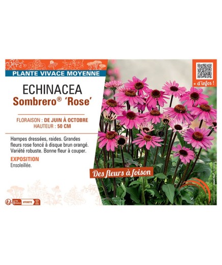 RUDBECKIA SOMBRERO® ROSE