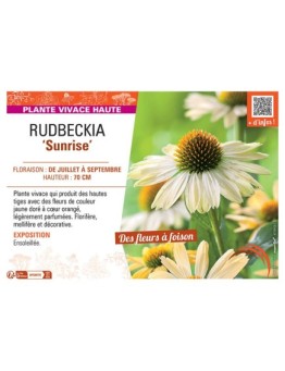 RUDBECKIA SUNRISE