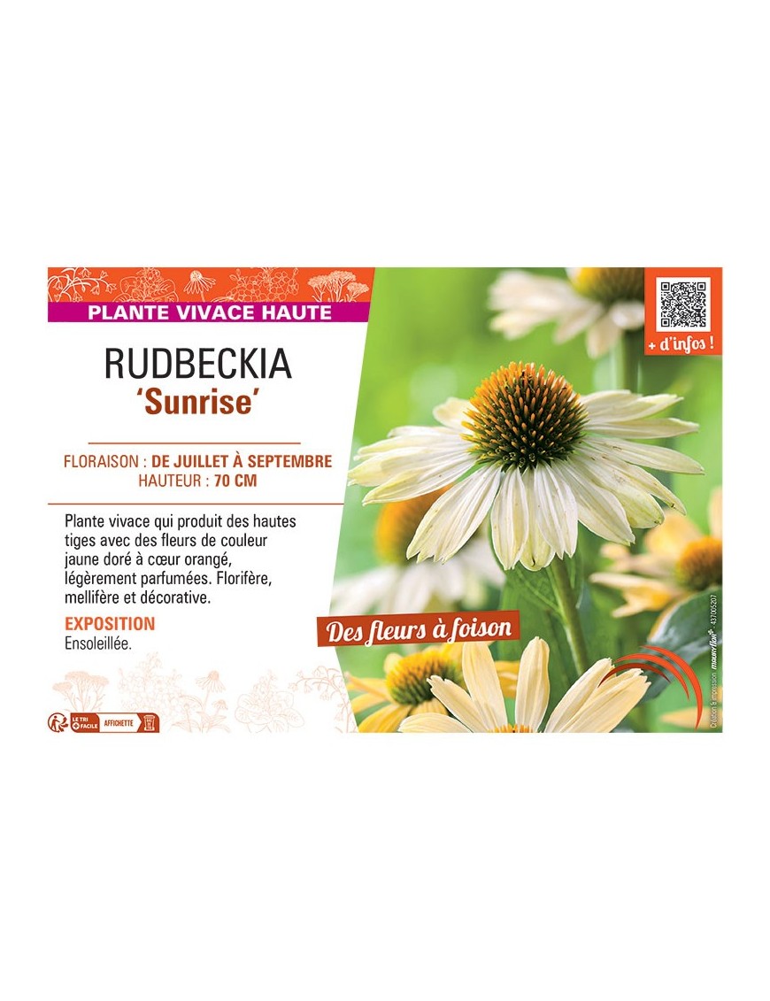 RUDBECKIA SUNRISE
