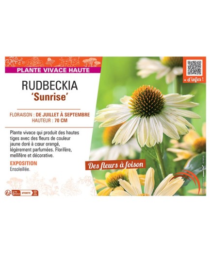 RUDBECKIA SUNRISE