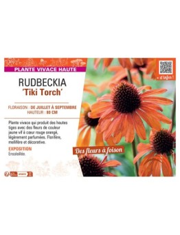RUDBECKIA TIKI TORCH