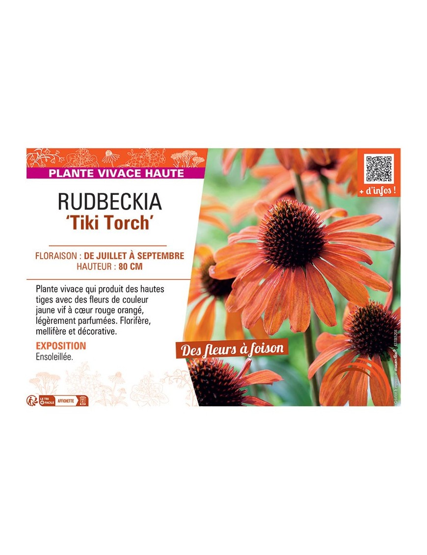 RUDBECKIA TIKI TORCH