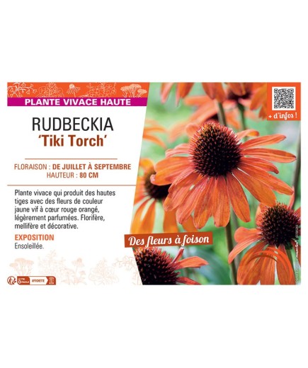 RUDBECKIA TIKI TORCH