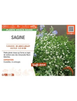 SAGINE