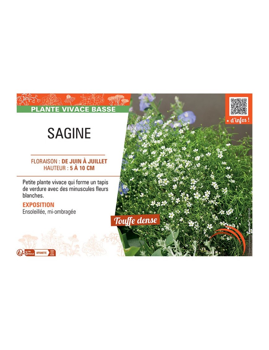 SAGINE