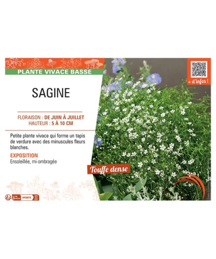 SAGINE