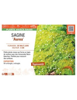 SAGINE AUREA