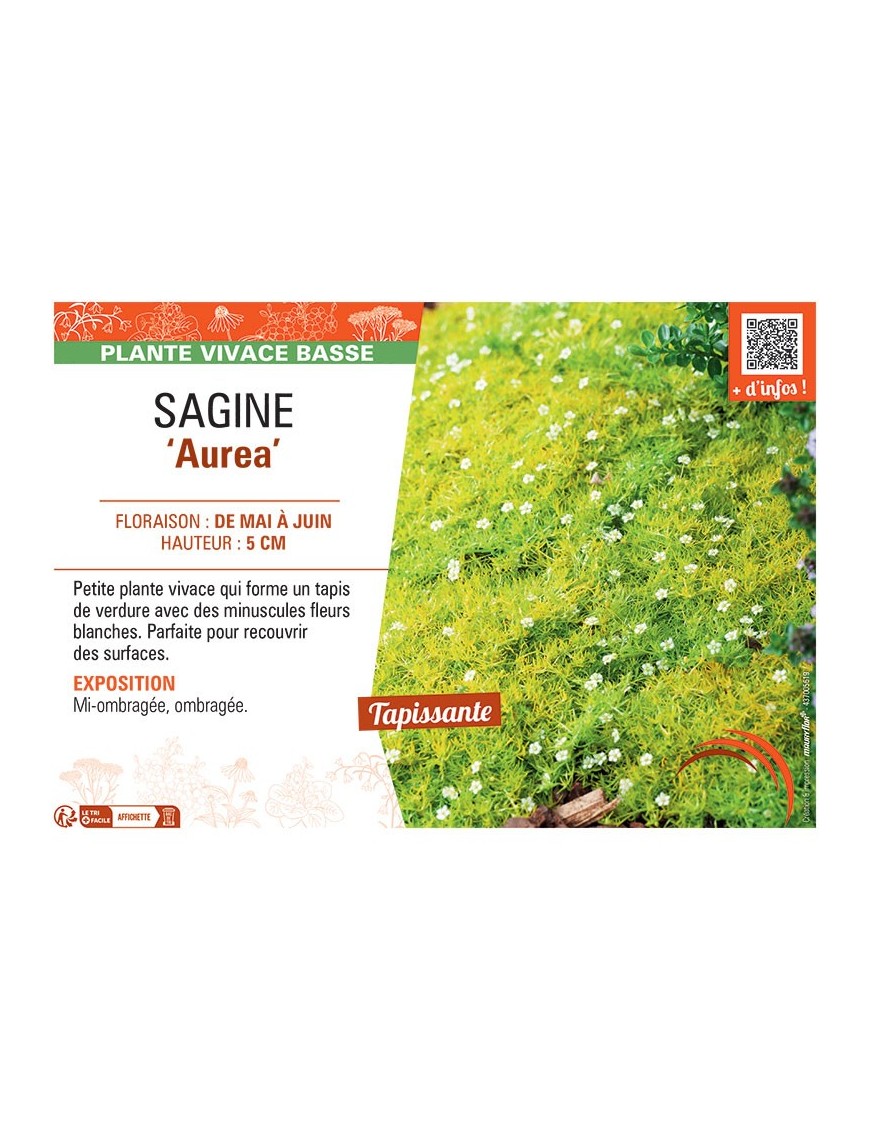 SAGINE AUREA