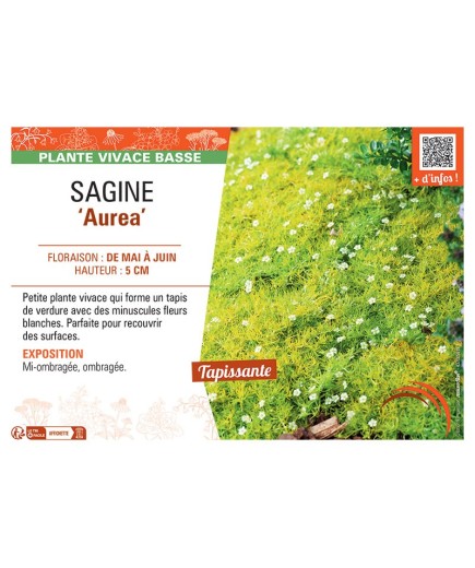 SAGINE AUREA