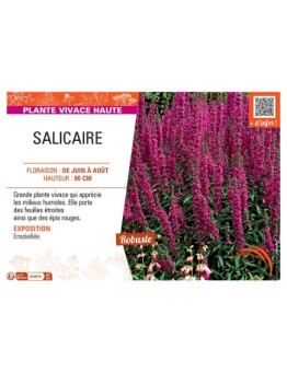 SALICAIRE (rouge)