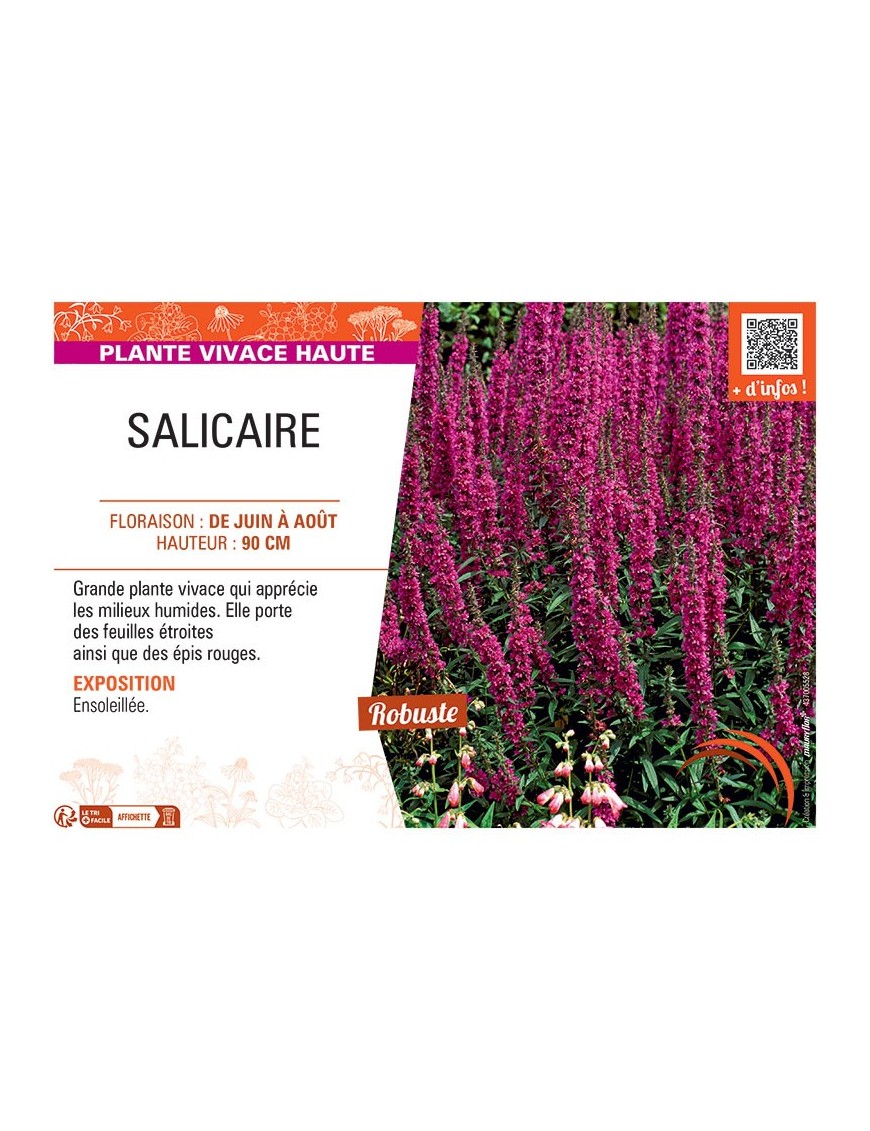 SALICAIRE (rouge)