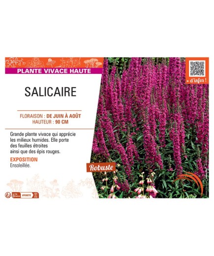 SALICAIRE (rouge)